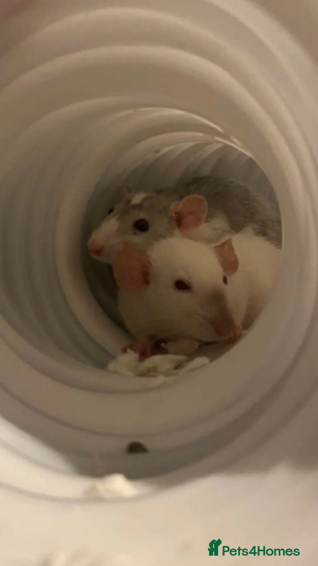 Rat rodents for sale: 3 female rats in Stockport - Advert 4