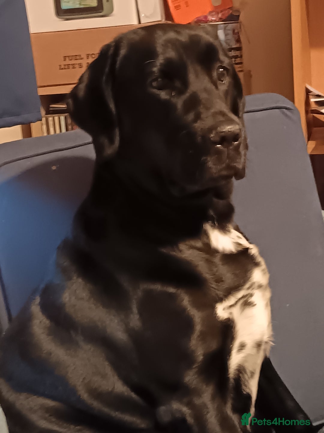 Borador dogs for sale: Labrador cross collie  - Image 1