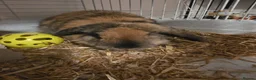 Mixed Breed rabbits for sale: Male Rabbit For Rehome  - Advert 6