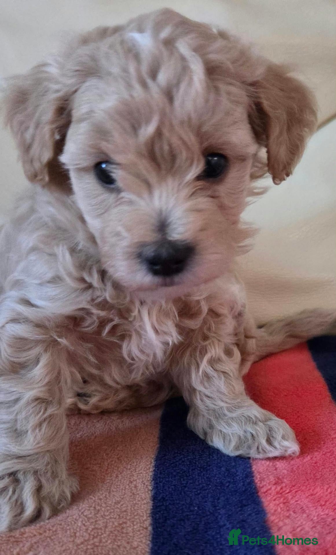 Maltipoo dogs for sale: Beautiful Maltipoo Puppies – Available to Reserve  - Advert 18