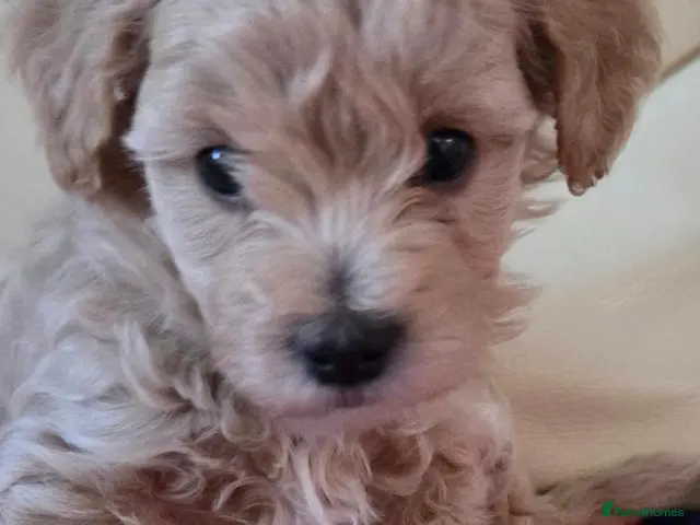 Maltipoo dogs for sale: Beautiful Maltipoo Puppies – Available to Reserve - Advert 18