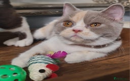 British Shorthair cats for sale: Pure bsh kittens from DNA & genetic tested parents - Image 6