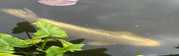 Koi Carp fish for sale: Beautiful Mukashi Ogon and Benigoi - Advert 1