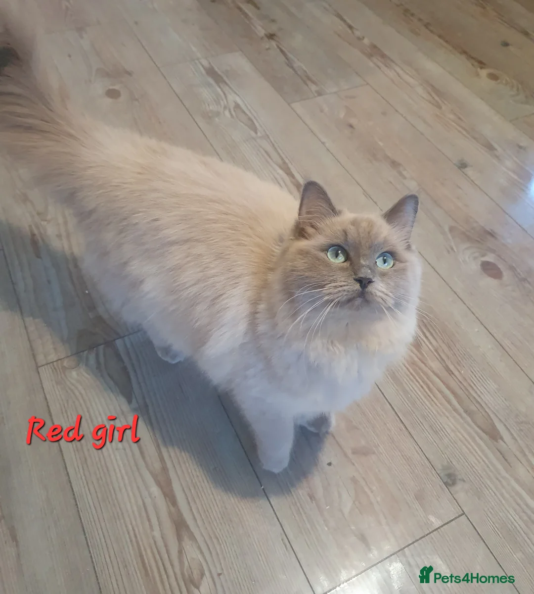 Ragdoll cats for sale: Sweet&Playful ragdolls - Advert 28