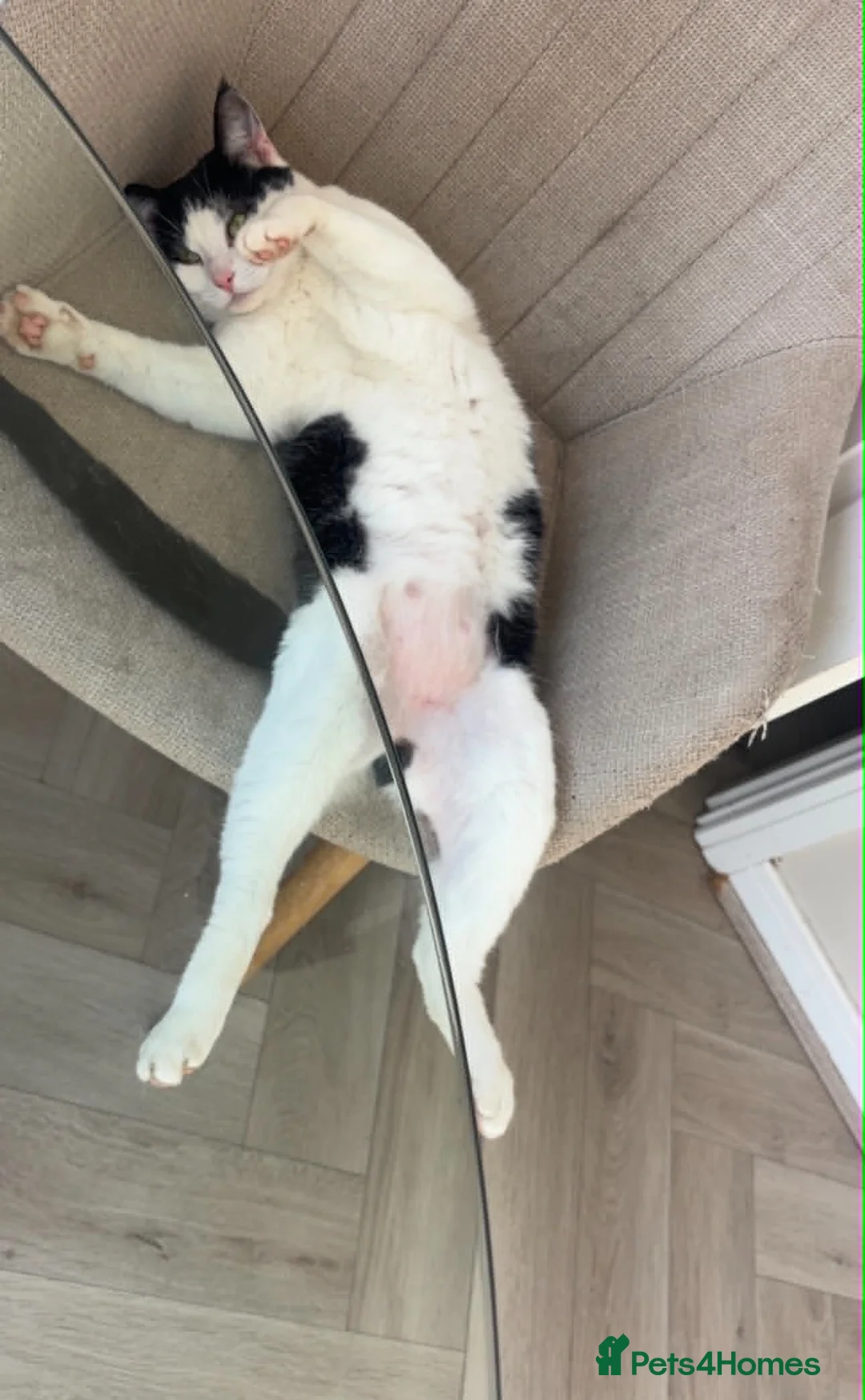 Domestic Shorthair cats for sale: FREE to the best home  in Prescot - Advert 7