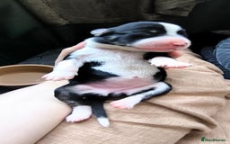 Border Collie dogs for sale: Border Collie Puppies - Image 17