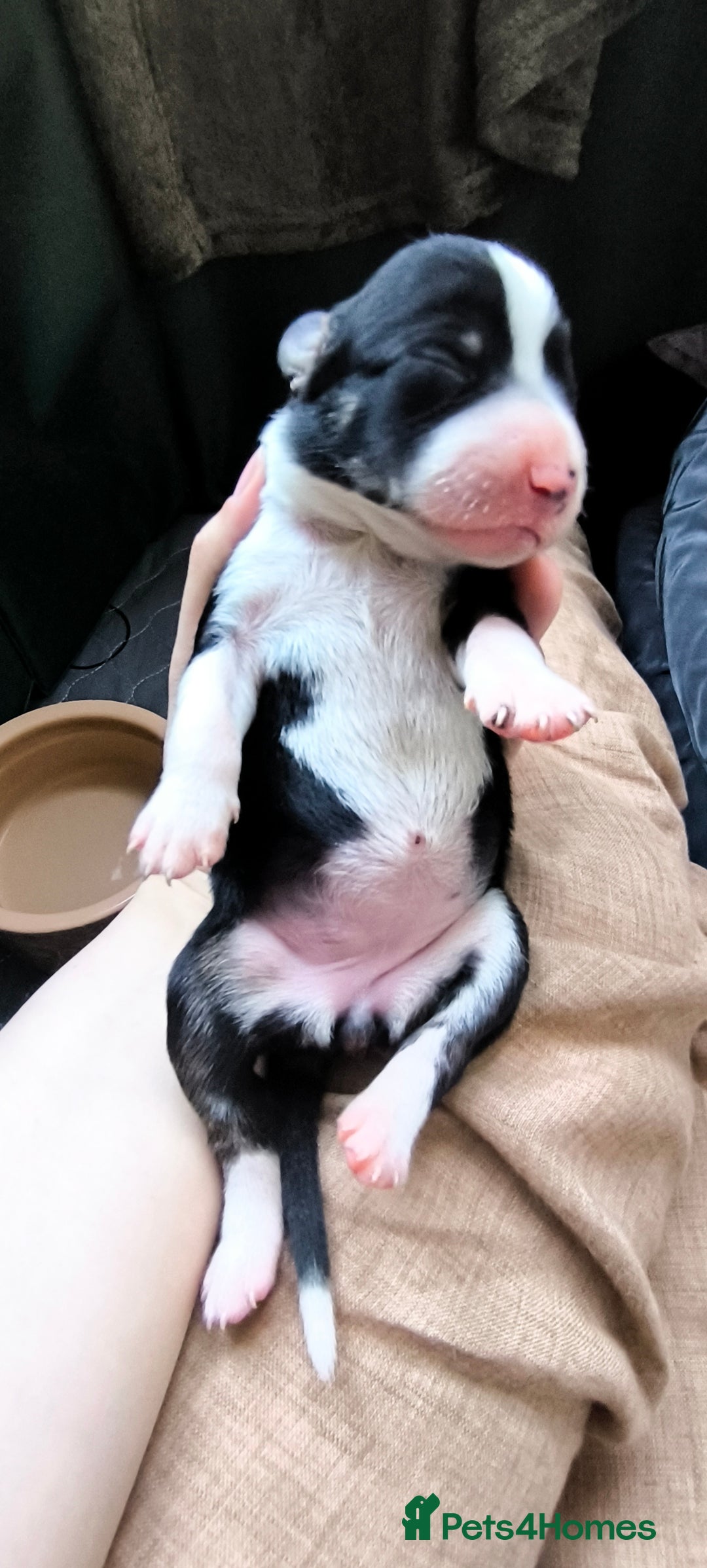 Border Collie dogs for sale: Border Collie Puppies - Image 17