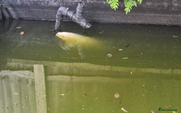 Koi Carp fish for sale: Koi Fish for sale - Image 1
