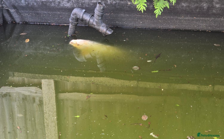 Koi Carp fish - Advert 1