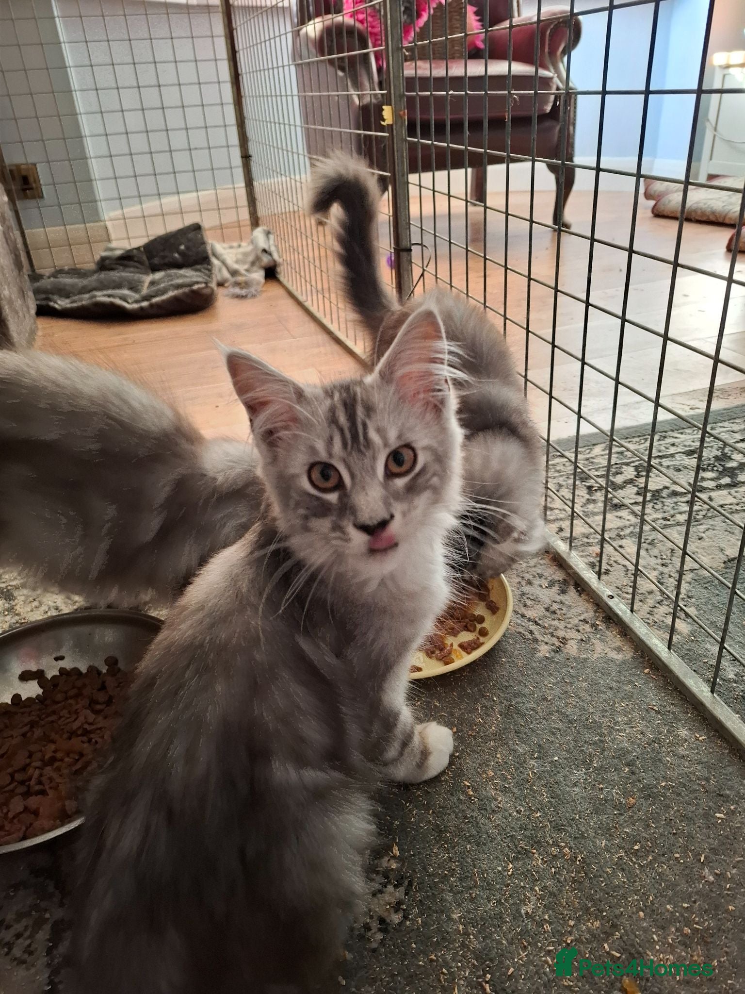 Maine Coon cats Mainecoon kittens male - Advert 17