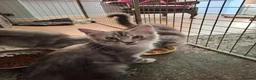 Maine Coon cats for sale: Mainecoon kittens male in Scunthorpe - Advert 1