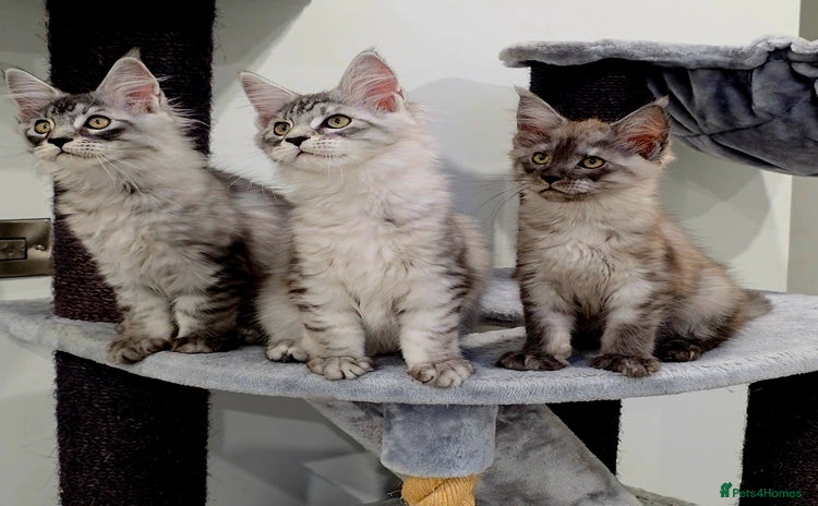 Maine Coon cats - Advert 5