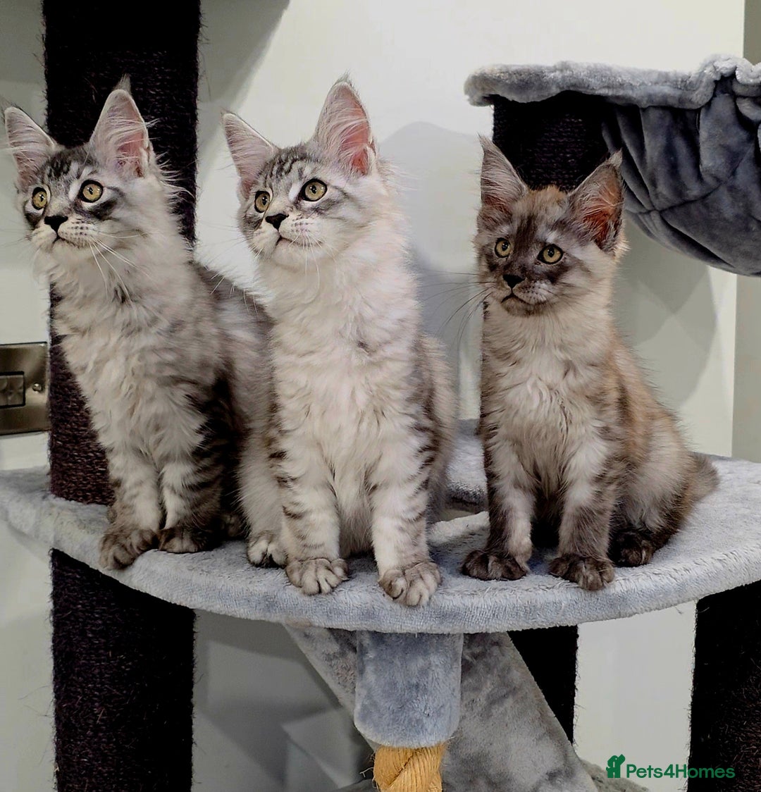Maine Coon cats for sale: Maine Coon Magic – 3 Stunning Boys Kittens - Image 1