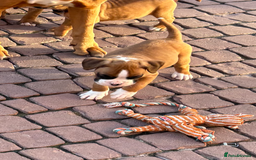 Boxer dogs for sale: Boxer pups  - Image 1