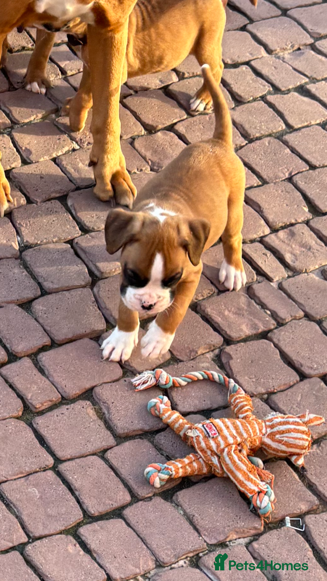 Boxer dogs for sale: Boxer pups  - Image 1