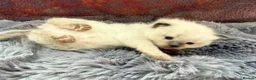 Ragdoll cats for sale: 2 Chunky Fluffy Purebred Ragdolls - Advert 4