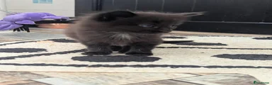 Domestic Shorthair 2