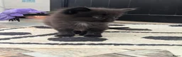 Mixed Breed cats for sale: 2 stunning black boys for sale  - Advert 7