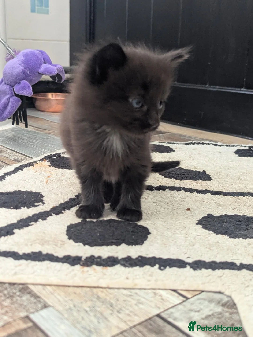 Mixed Breed cats for sale: 2 stunning black boys for sale  - Advert 7