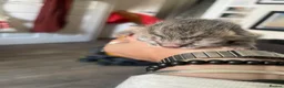 British Shorthair cats for sale: Gorgeous British Short Hair x Snow Bengal Kittens - Advert 9