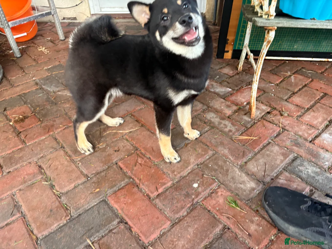 Japanese Shiba Inu dogs for sale: Multi champion Japanese Shiba Inu’s - Advert 10