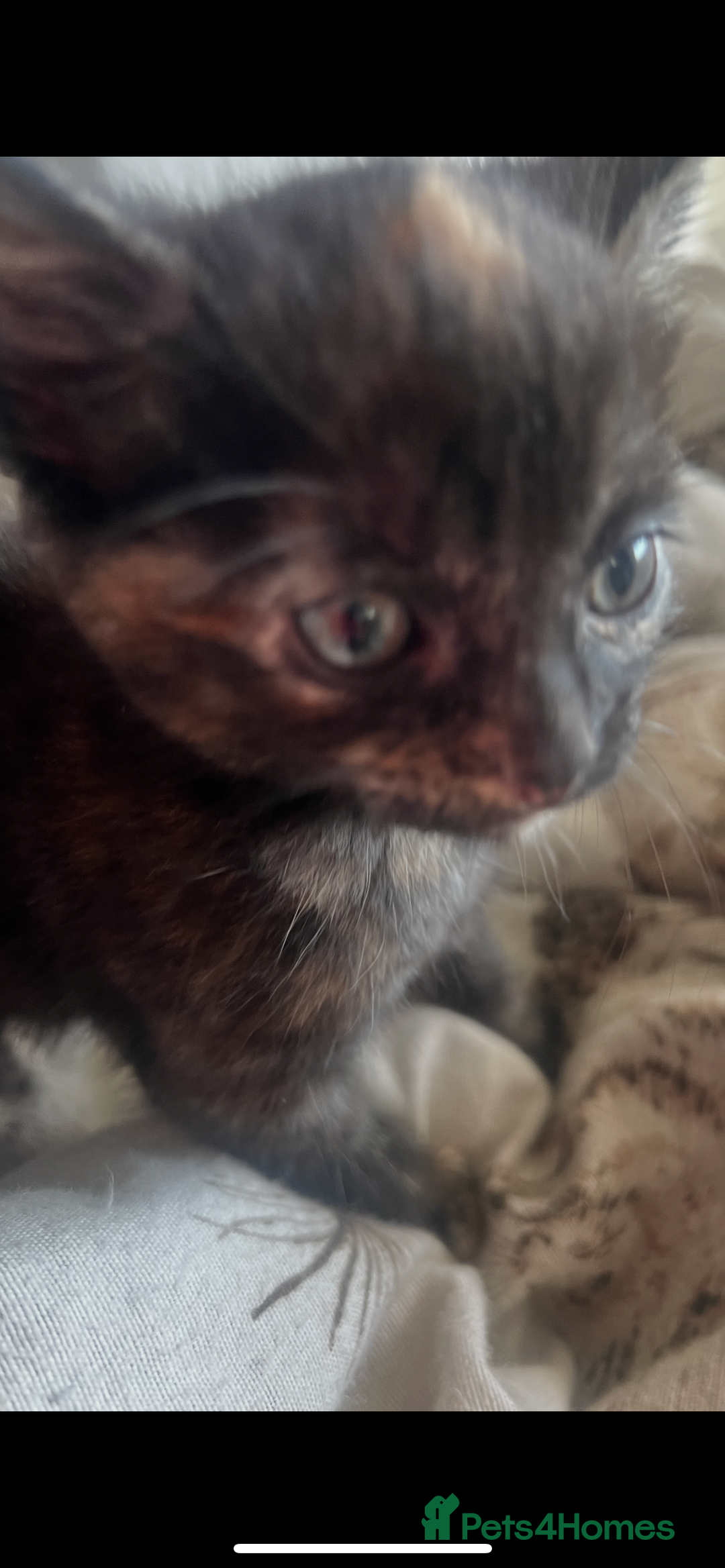 Mixed Breed cats for sale: Tortoise shell kittens - Image 2