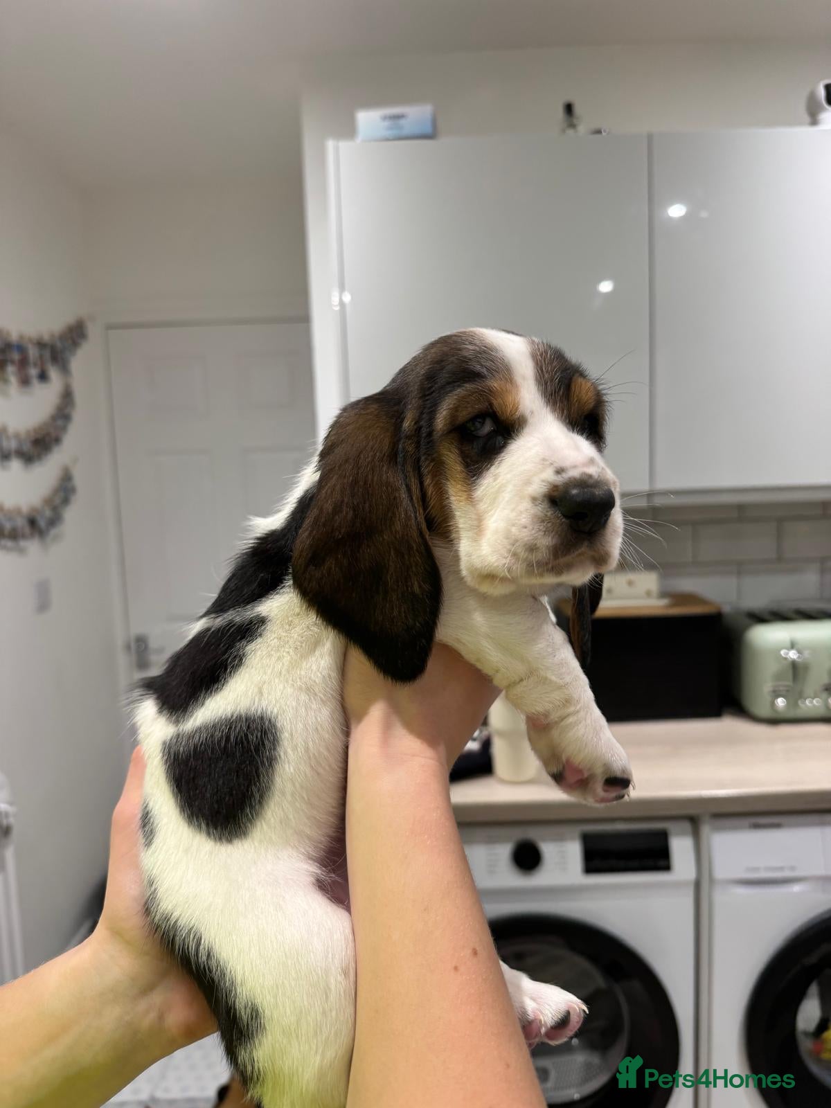 Basset Hound dogs 2 Beautiful Basset Hound Puppies remaining. - Advert 1