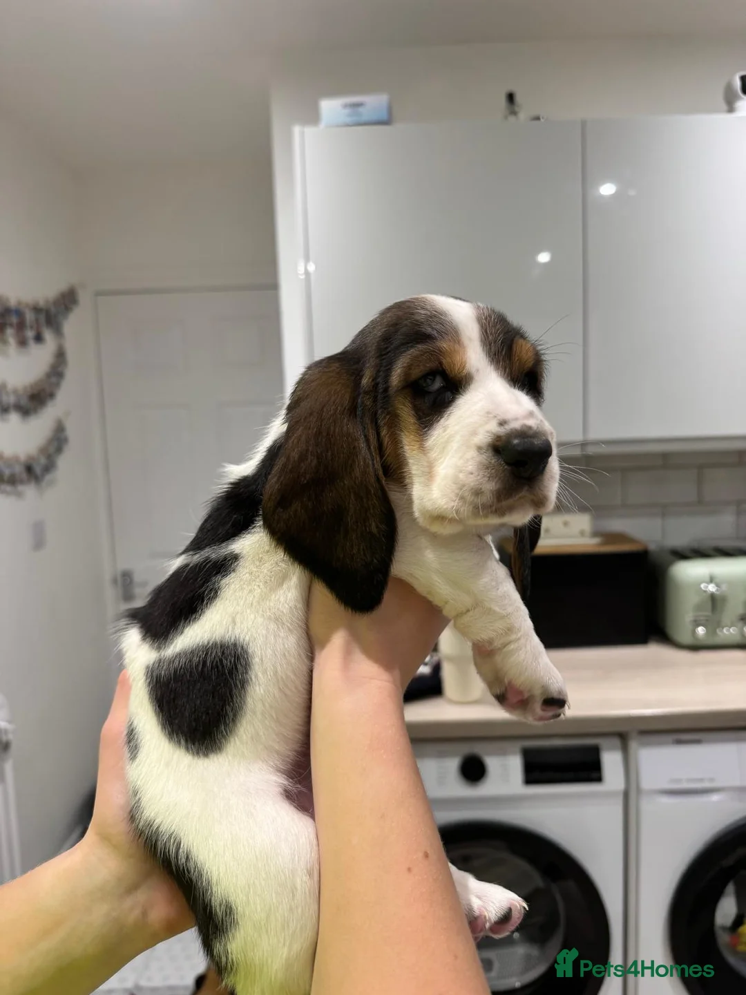 Basset Hound dogs for sale: One Beautiful Basset Hound Pup (Bertha) remaining. - Advert 1