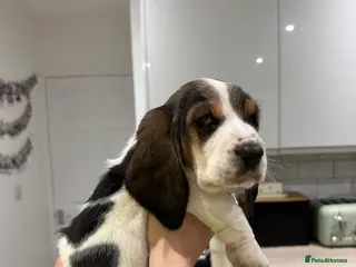 Basset Hound dogs One Beautiful Basset Hound Pup (Bertha) remaining. - Advert 4