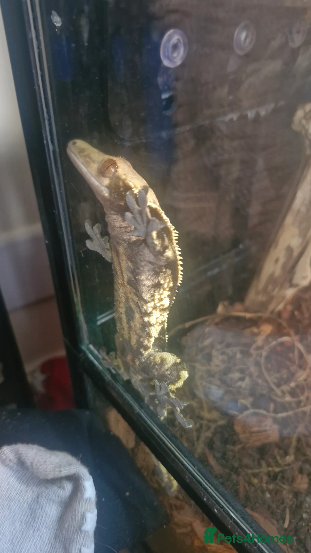 Gecko reptiles for sale: Crested Gecko for sale in Liverpool - Advert 2