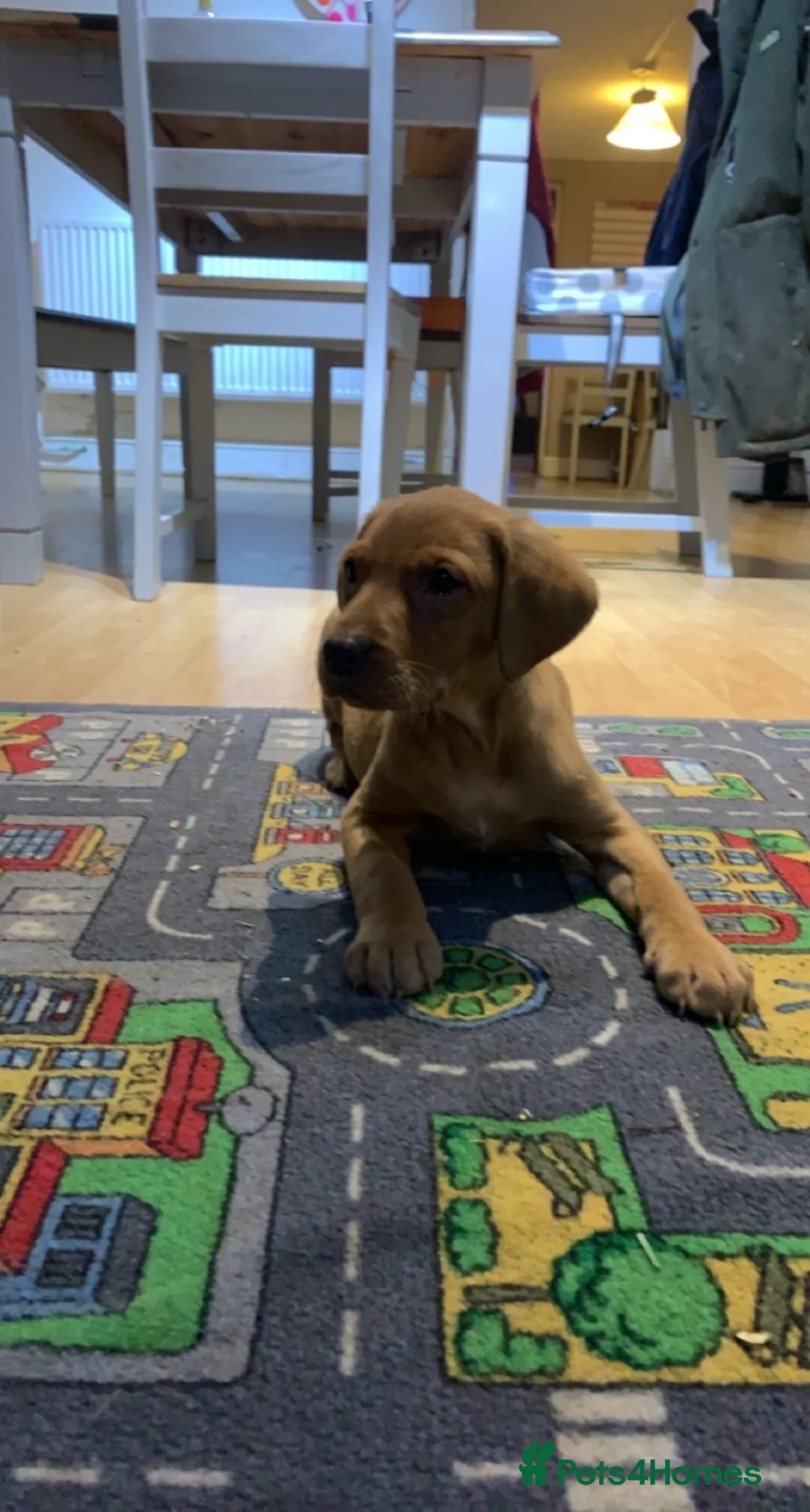 Labrador Retriever dogs for sale: Red KC registered Labradors  - Advert 1