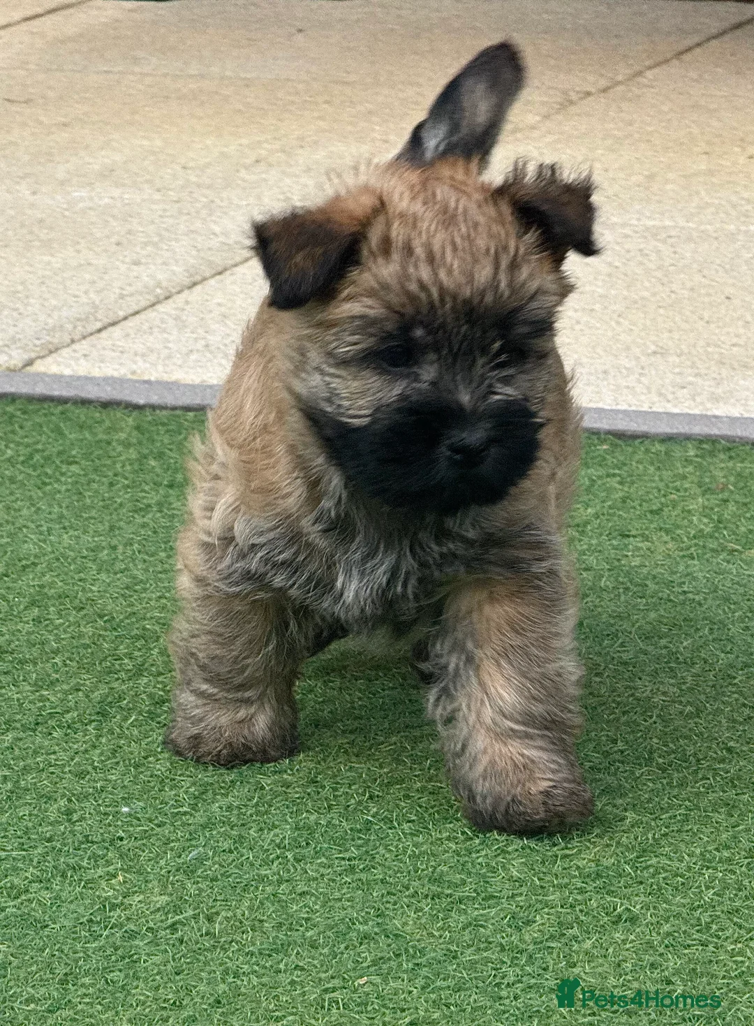 Cairn Terrier dogs for sale: KC reg Female pup off health tested parents  - Advert 8
