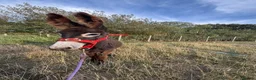 Donkey livestock for sale: Choco the Baby donkey  - Advert 3