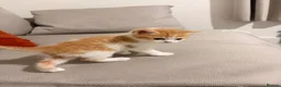 Mixed Breed cats for sale: Scottish Fold Kittens Looking for Loving Homes in London - Advert 12