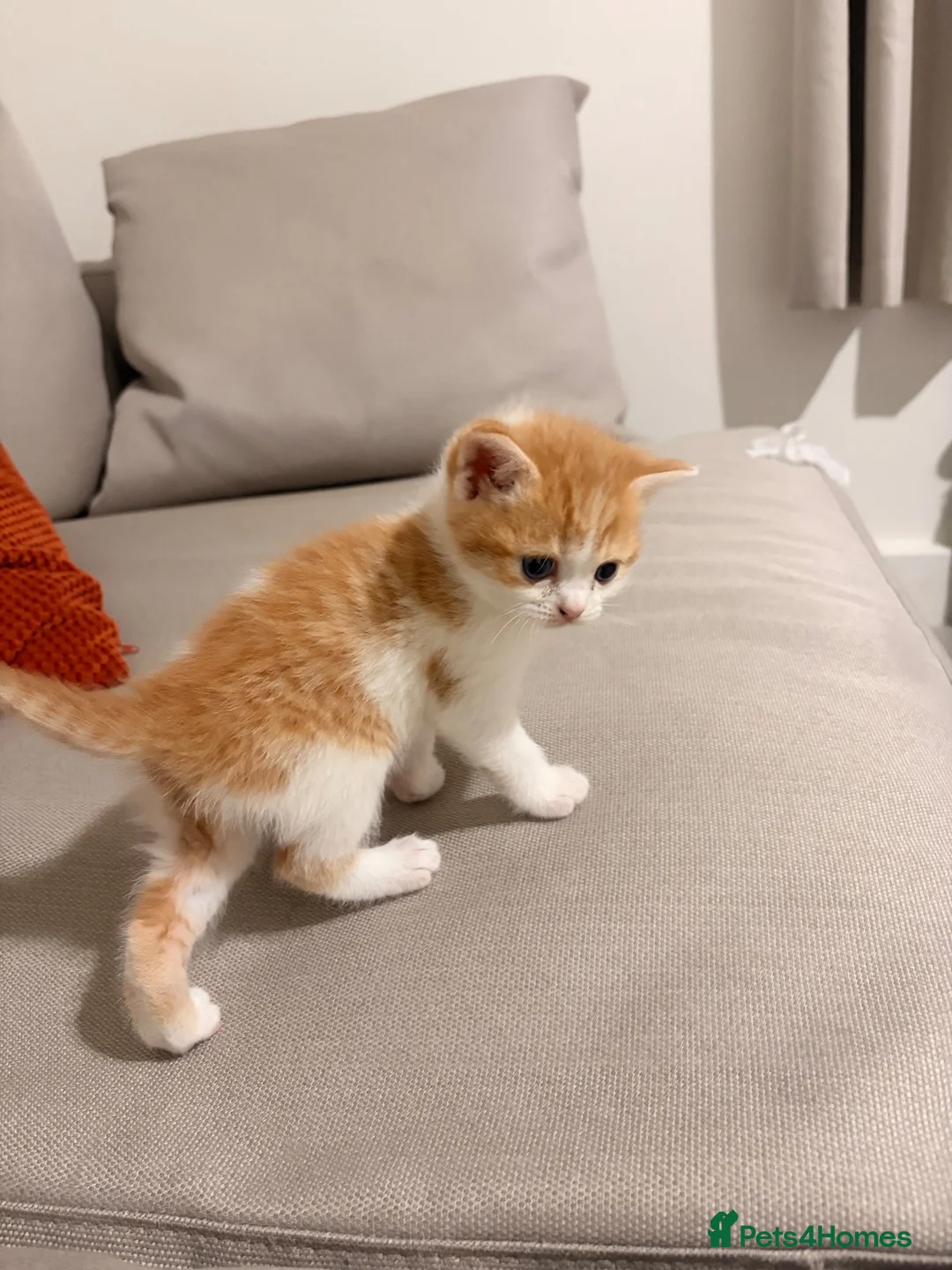 Mixed Breed cats for sale: Scottish Fold Kittens Looking for Loving Homes in London - Advert 12
