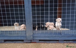 Labrador Retriever dogs for sale: KC Registered Labrador pups  - Image 10