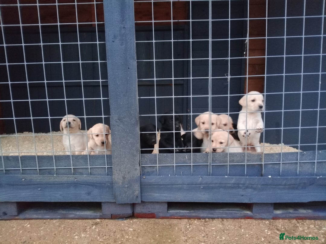 Labrador Retriever dogs for sale: KC Registered Labrador pups  - Image 10