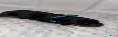 Blue Boy 