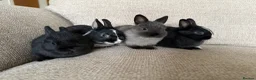 Netherland Dwarf rabbits for sale: Netherland Dwarf Baby Rabbits in Motherwell - Advert 2