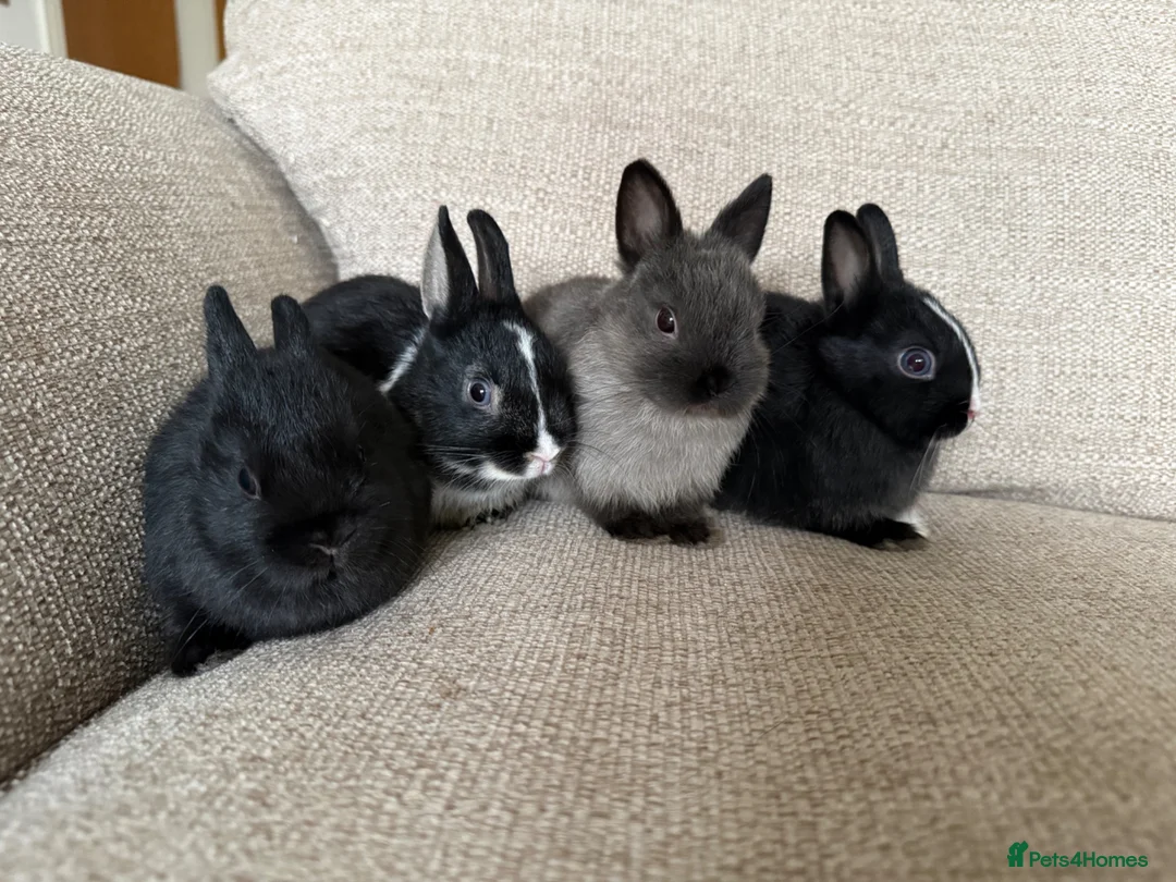 Netherland Dwarf rabbits for sale: Netherland Dwarf Baby Rabbits in Motherwell - Advert 2