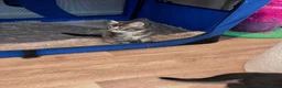 Mixed Breed cats for sale: Beautiful kittens  - Advert 3