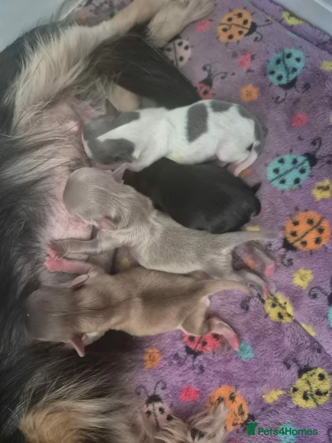 Chihuahua dogs for sale: AMAZING LONGCOAT CHIHUAHUA PUPPIES  - Advert 2
