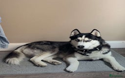 Siberian Husky dogs for sale: Siberian husky - 8 weeks old - Image 3