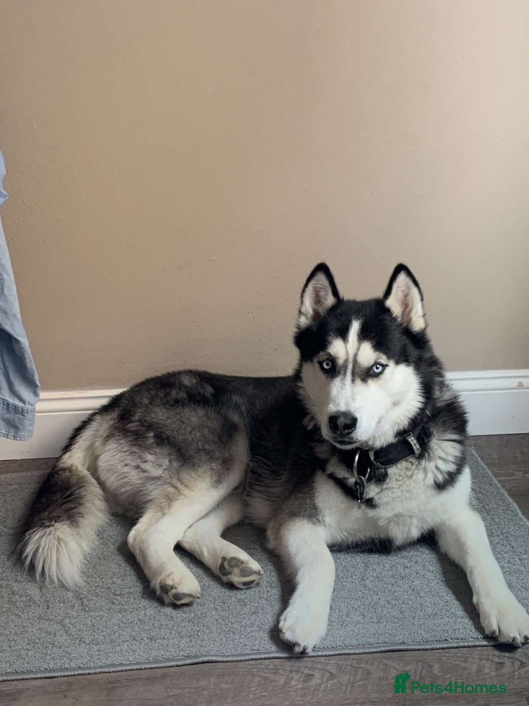 Siberian Husky dogs for sale: Siberian husky - 8 weeks old - Image 3