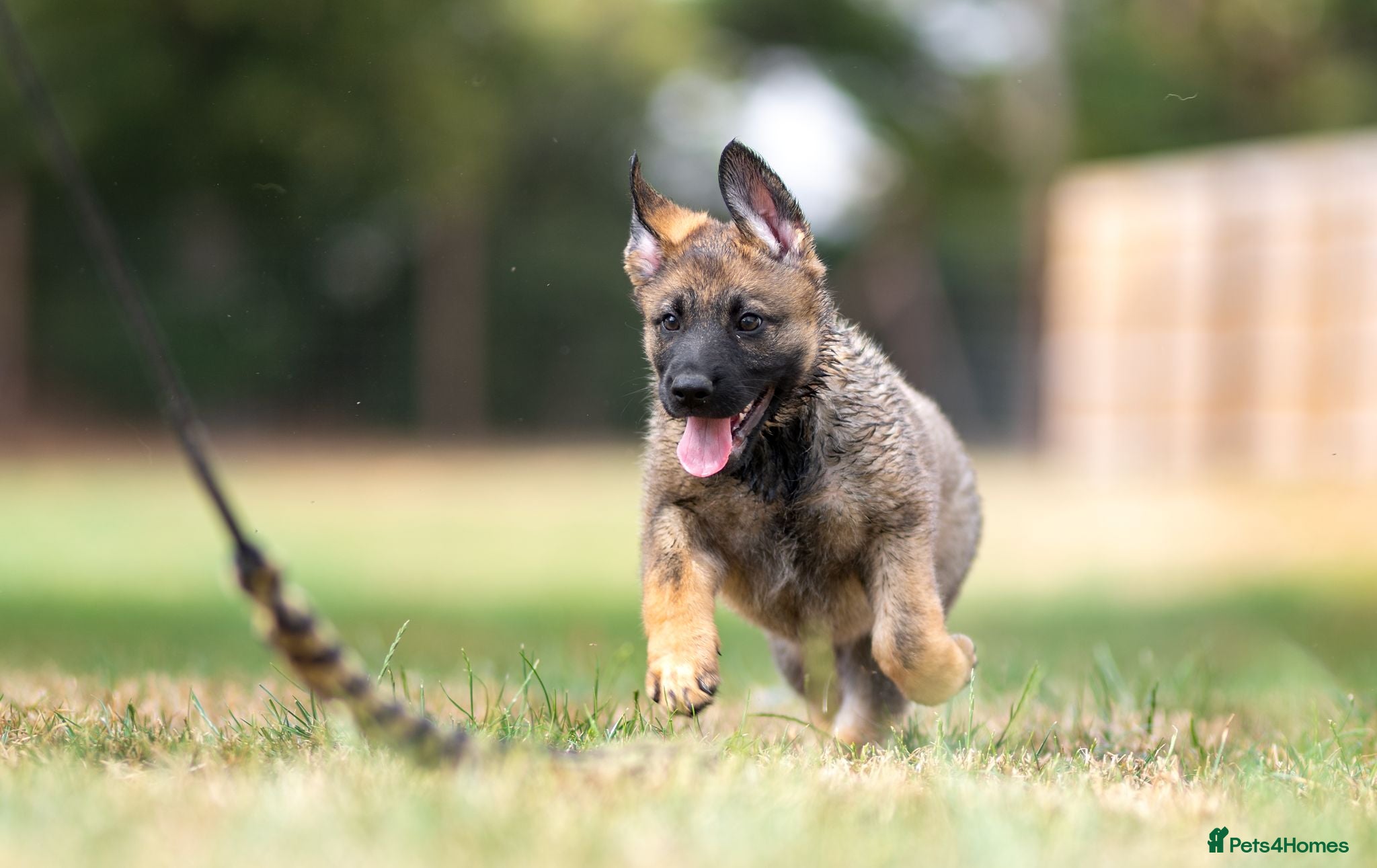 German Shepherd dogs Working line KC GSD pups  - Advert 1
