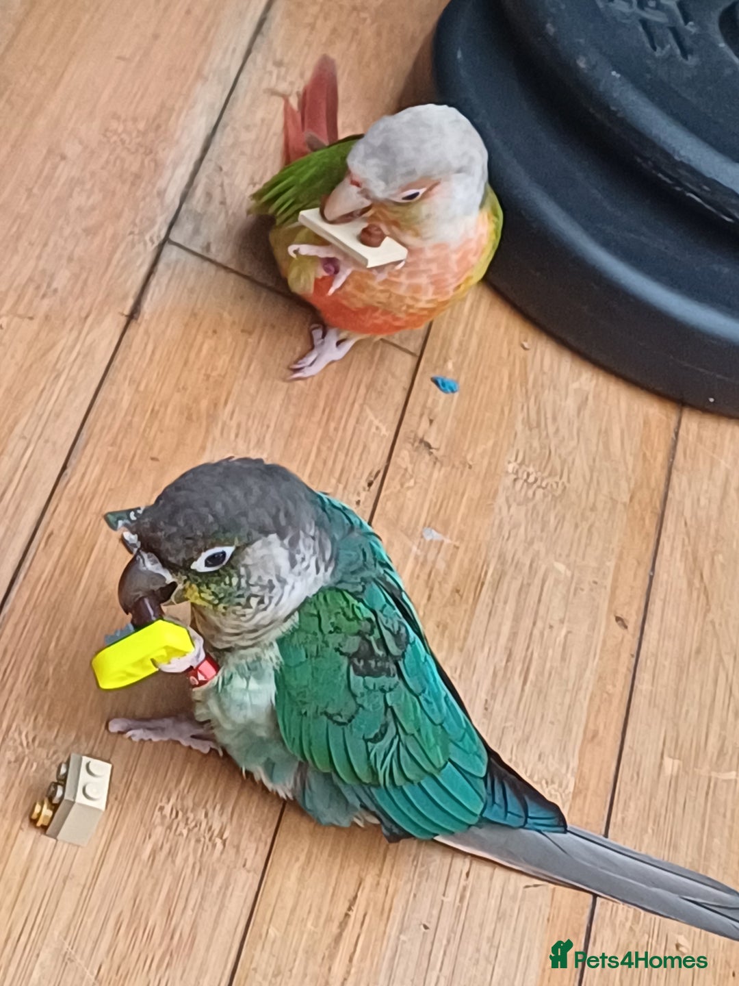 Conures birds for sale: Friendly conures for sale - Image 6
