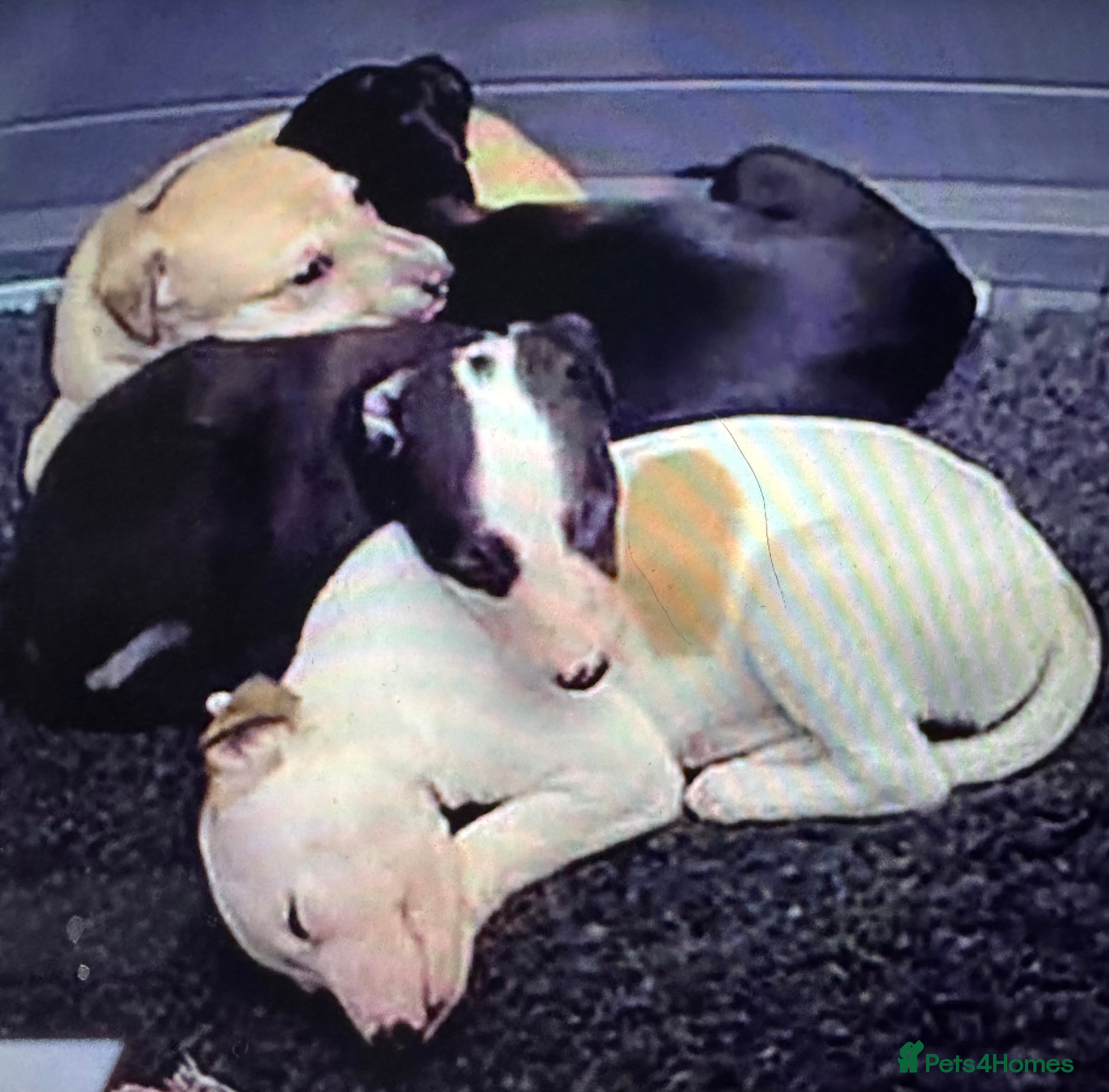 Whippet dogs Beautiful pedigree whippet puppies - Advert 6