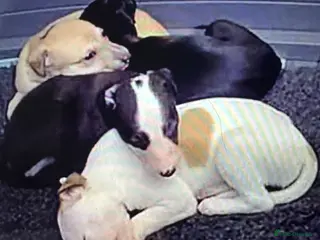Whippet dogs Beautiful pedigree whippet puppies - Advert 6