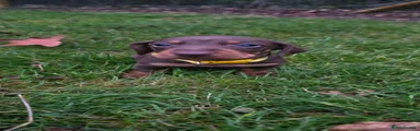 Boy Yellow Collar 