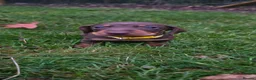 Miniature Dachshund dogs for sale: 5 Beautiful KC Registered Miniature Dachshund Pups - Advert 6